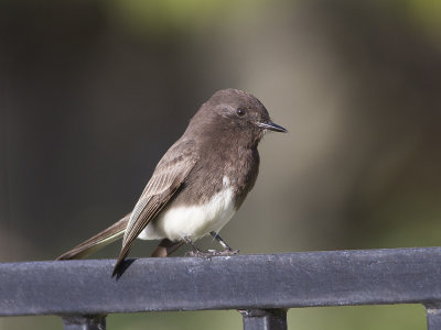 Black Phoebe (Sayornis nigricans) Svart fibi