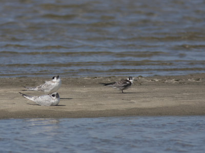 Black Tern (Chlidonias niger) Svarttrna