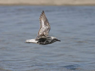 Black-bellied (Grey) Plover (Pluvialis squatarola) Kustpipare
