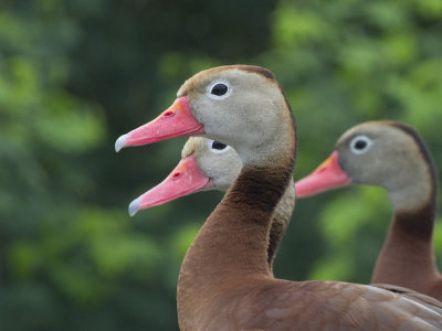 Black-bellied Whistling-duck (Dendrocygna autumnalis) Svartbukig visseland