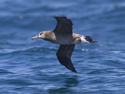 Black-footed albatross (Phoebastria nigripes) Svartfotad albatross