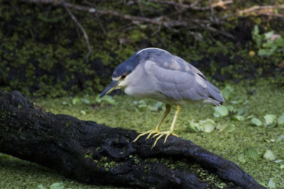 Black-crowned Nightheron (Nycticorax nycticorax) natthger