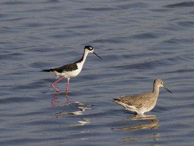 Black-necked Stilt (Himantopus mexicanus) Amerikansk styltlpare