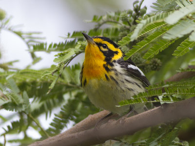 Blackburnian Warbler (Setophaga fusca) Orangestrupig skogssngare