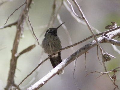 Blue-throated Hummingbird/Mountaingem (Lampornis clemenciae) Blstrupig bergsjuvel