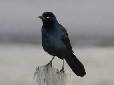 Boat-tailed Grackle (Quiscalus major) Strre btstjrt