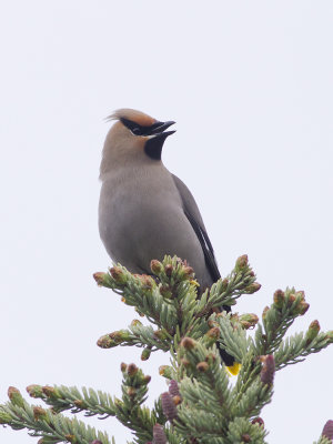 Bohemian Waxwing (Bombycilla garrulus) Sidensvans