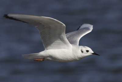 Bonapartes Gull (Chroicocephalus philadelphia) Trdms
