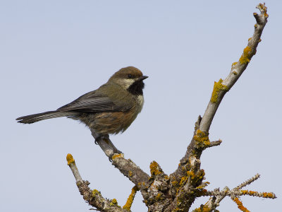 Boreal Chickadee (Poecile hudsonicus) Kanadames