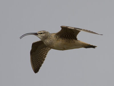 Bristle-tighed Curlew (Numenius tahitiensis) Alaskaspov