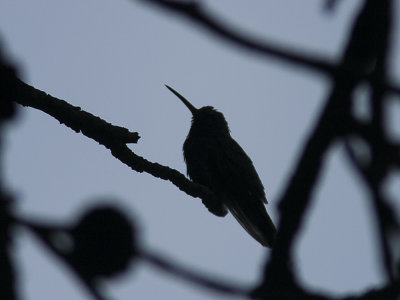 Broad-billed Hummingbird (Cynanthus latirostris) Brednbbad smaragd