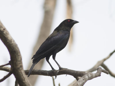 Bronzed Cowbird (Molothrus aeneus) Bronskostare