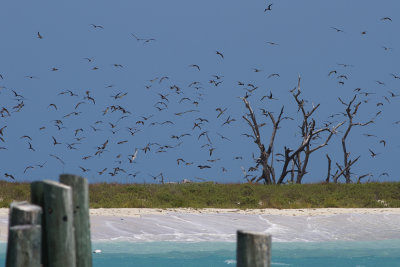 Brown Noddy (Anous stolidus) Brun noddy