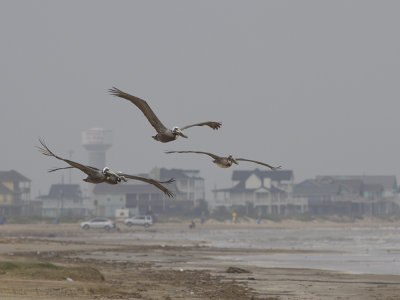 Brown Pelican (Pelecanus occidentalis) Brun pelikan