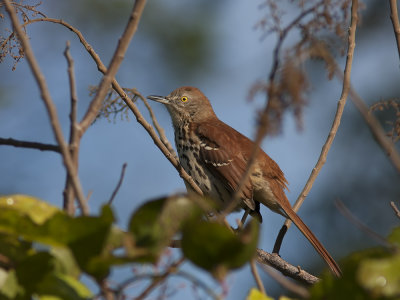 Brown Trasher (Toxostoma rufum) Rdbrun hrmtrast