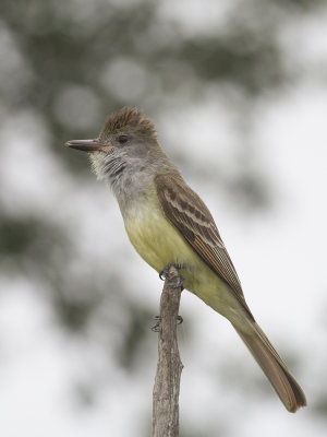 Brown-crested Flycatcher (Myiarchus tyrannulus) Brunhttad topptyrann