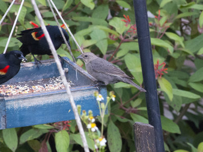 Brown-headed Cowbird (Molothrus ater) Brunhuvad kostare