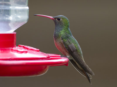 Buff-bellied Hummingbird (Amazilia yucatanensis) Yucatnsmaragd