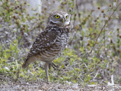 Burrowing Owl (Athene cunicularia) Prrieuggla