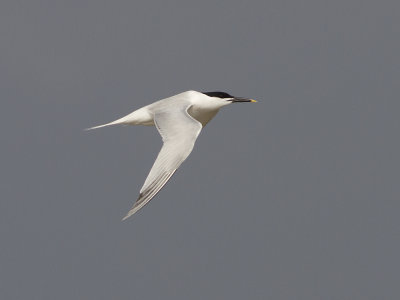 Cabot's Tern (Thalasseus acuflavidus) Cabots trna