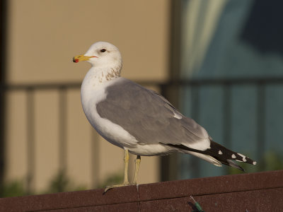 California Gull (Larus californicus) Prrietrut