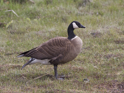 Canada Goose (Branta canadensis) Kanadags