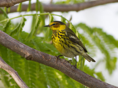 Cape May Warbler (Setophaga tigrina) Brunkindad skogssngare