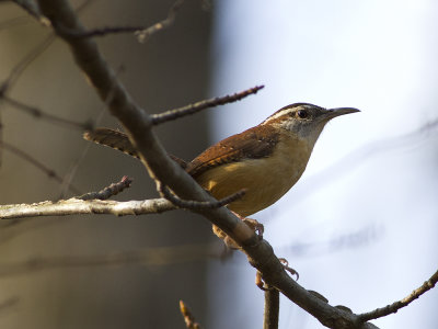 Carolina wren (Thryothorus ludovicianus) Karolinagrdsmyg