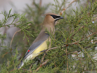 Cedar Waxwing (Bombycilla cedrorum) Indiansidensvans