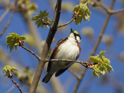 Chestnutsided Warbler (Setophaga pensylvanica) Brunsidig skogssngare