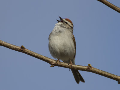 Chipping sparrow (Spizella passerina) Tjippsparv