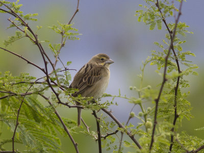 Dickcissel (Spiza americana) Dickcissel