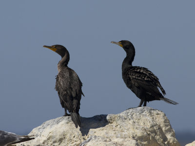 Double-Crested Cormorant (Phalacrocorax auritus) ronskarv