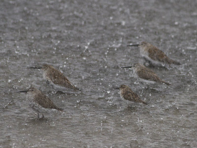 Dunlin (Calidris alpina) Krrsnppa