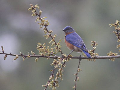 Eastern Bluebird (Sialia sialis) stsialia