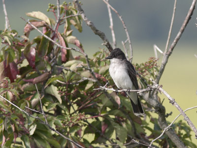 Eastern Kingbird (Tyrannus tyrannus) stlig kungstyrann