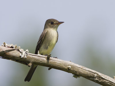 Eastern Wood-pewee (Contopus virens) stlig pivi