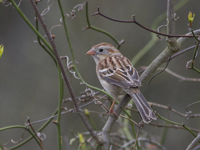 Field sparrow (Spizella pusilla) kersparv