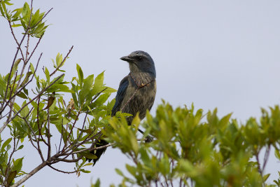 Florida Scrub-jay (Aphelocoma coerulescens) Floridasnrskrika