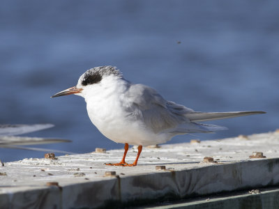 Forster's tern (Sterna forsteri) Krrtrna