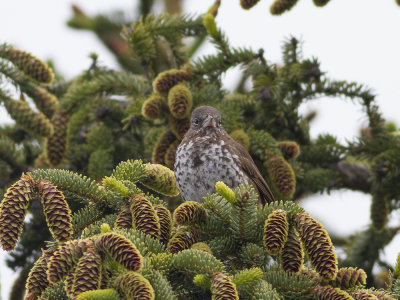 Fox Sparrow (Passerella iliaca zaboria) Rvsparv