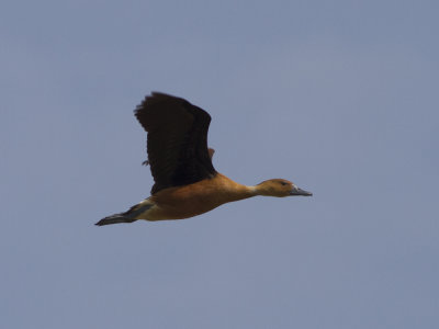 Fulvous Whistling-duck (Dendrocygna bicolor) Brun visseland