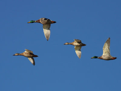 Gadwall (Anas strepera) Snatterand