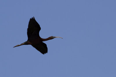 Glossy Ibis (Plegadis falcinellus) Bronsibis