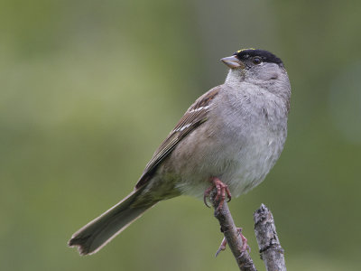 Golden-crowned Sparrow (Zonotrichia atricapilla) Gulkronad sparv