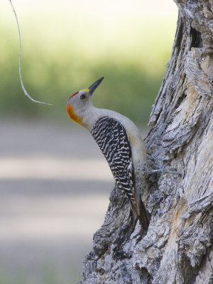 Golden-fronted Woodpecker (Melanerpes aurifrons) Gulpannad hackspett