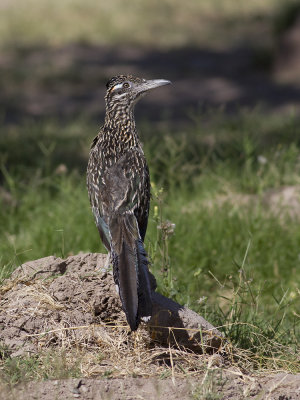 Greater Roadrunner (Geococcyx californianus) Strre tuppgk