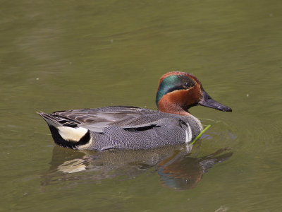 Green-winged Teal (Anas carolinensis) Amerikansk kricka