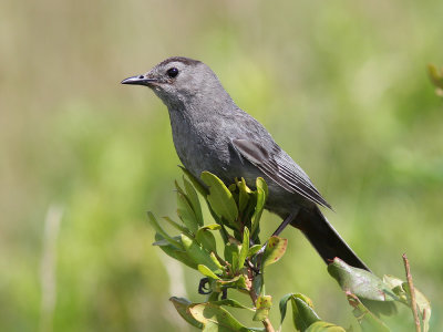 Grey Catbird (Dumetella carolinensis) Gr kattfgel