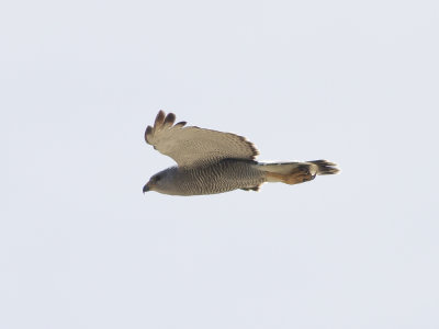 Grey Hawk (Buteo plagiatus) Grvrk